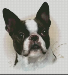 (image for) Boston Terrier